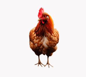 Organic Life Chicken